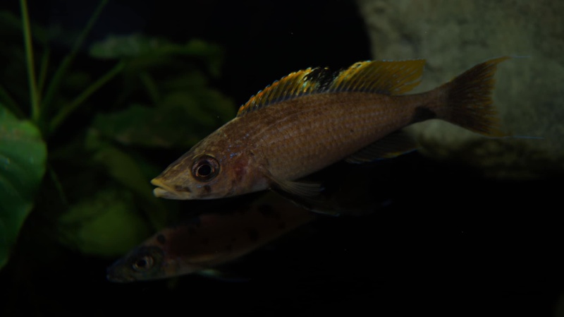 Paracyprichromis brieni 'Milima Island'